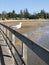 Seagull on boardwalk, Urunga Lagoon, Australia