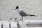 Seagull on a boat in the Adriatic sea