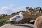 Seagull on a boulder on the Pink Granite Coast