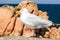 Seagull on boulder on rocky coast of Ile-de-Brehat