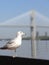 Seagull & Bridge 1a