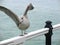 Seagull in Brighton
