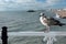 Seagull in Brighton Pier