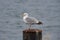 Seagull with broken foot is standing on a metal pier