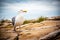 Seagull with broken wing on granite rocks in Acadia National Park, Maine, USA