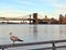 Seagull and Brooklyn Bridge