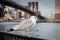 Seagull at Brooklyn Bridge Park