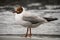 seagull with brown colored head on blurred background.