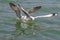 A seagull and a brown-hooded gull fighting over food on the water of a lake. Seagulls are seabirds residing near coastal water