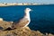 Seagull in Cadiz