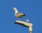 Seagull call squawking
