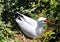 Seagull Calls Out: Coastal Dune, Penguin Island