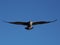 Seagull captured flying high against the blue sky with its wings wide open