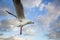 A seagull captured flying in the sky