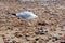 Seagull with the carcass of a smooth dogfish