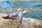 Seagull carrying a piece of paper, urban pollution in Venice