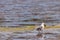 Seagull carrying a shell along a shore