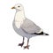 Seagull cartoon comic drawing , black outline, AI generated