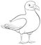 Seagull Cartoon Outline
