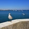 Seagull in Cascais, Portugal