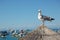 Seagull Catalina Island