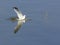 Seagull catches fish