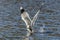 Seagull catches fish and flies off