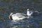 Seagull catches a fish in its beak