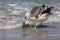 Seagull Catching Fish - Channel Islands National Park