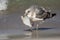 Seagull Catching Fish - Channel Islands National Park