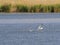 Seagull catching a fish in flight