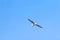 Seagull catching piece of food thrown by tourist. Flying seagull catching food with the blue sky background.