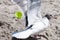 Seagull catching a pretzel in its mouth on the beach in Ocean City, NJ