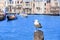 Seagull in channel, Venice, Italy