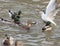 Seagull chasing duck, trying to take a piece of bread in the water