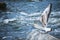 Seagull chick flaps its wings trying take off from stone