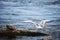 Seagull chick flaps its wings trying take off from stone