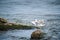 Seagull chick flaps its wings trying take off from stone