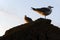 Seagull Chick with Mother Seagull