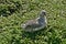 seagull chick sits in the grassy hills of Phillip Island Victoria