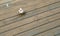 Seagull chick is sitting on the deck