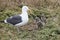 Seagull Chicks with Mom Anacapa Island California