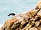 Seagull and chicks on rocks