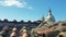 Seagull chicks on the rooftops of Rome