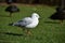 Seagull chillin on the lawn