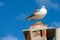 Seagull on a Chimney with a Blue Sky