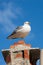 Seagull on a Chimney with a Blue Sky