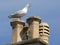 Seagull on a chimney with her young