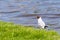 Seagull Chroicocephalus ridibundus in sunny day