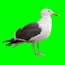Seagull on Chroma Key Green Background